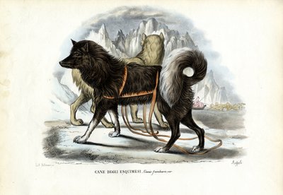 Perro de trineo inuit, 1863-79 de Raimundo Petraroja